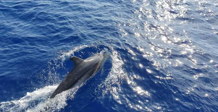 avistamiento delfines mallorca