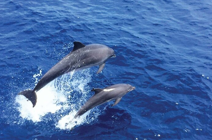 delfines peguera