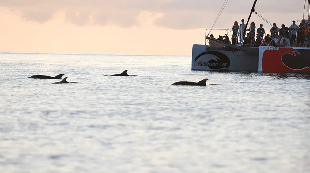 delfines puerto Pollença