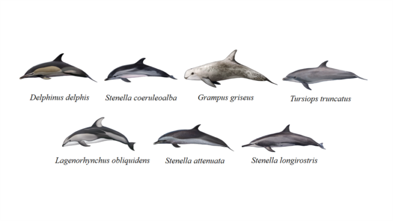 tipos de delfines