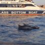 delfines en Mallorca