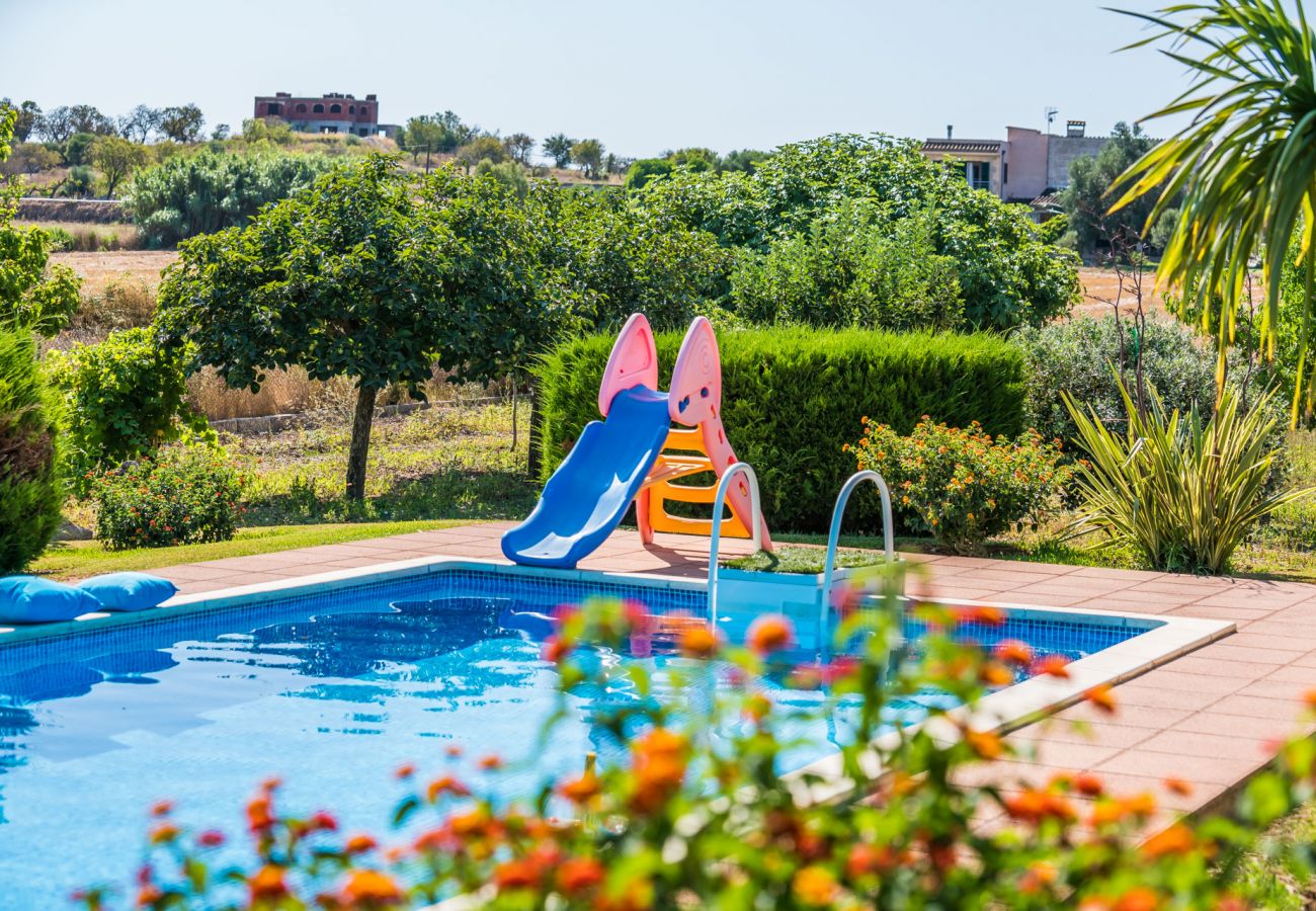 Domaine à Santa Margalida - Finca majorquine Coscois avec piscine à Majorque.