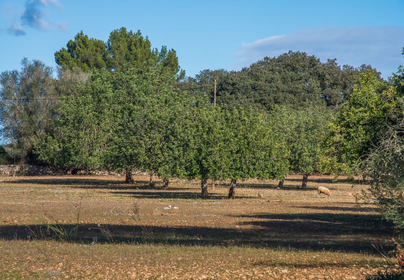 Domaine à Sencelles - Finca avec piscine Villa Laiar à Majorque.