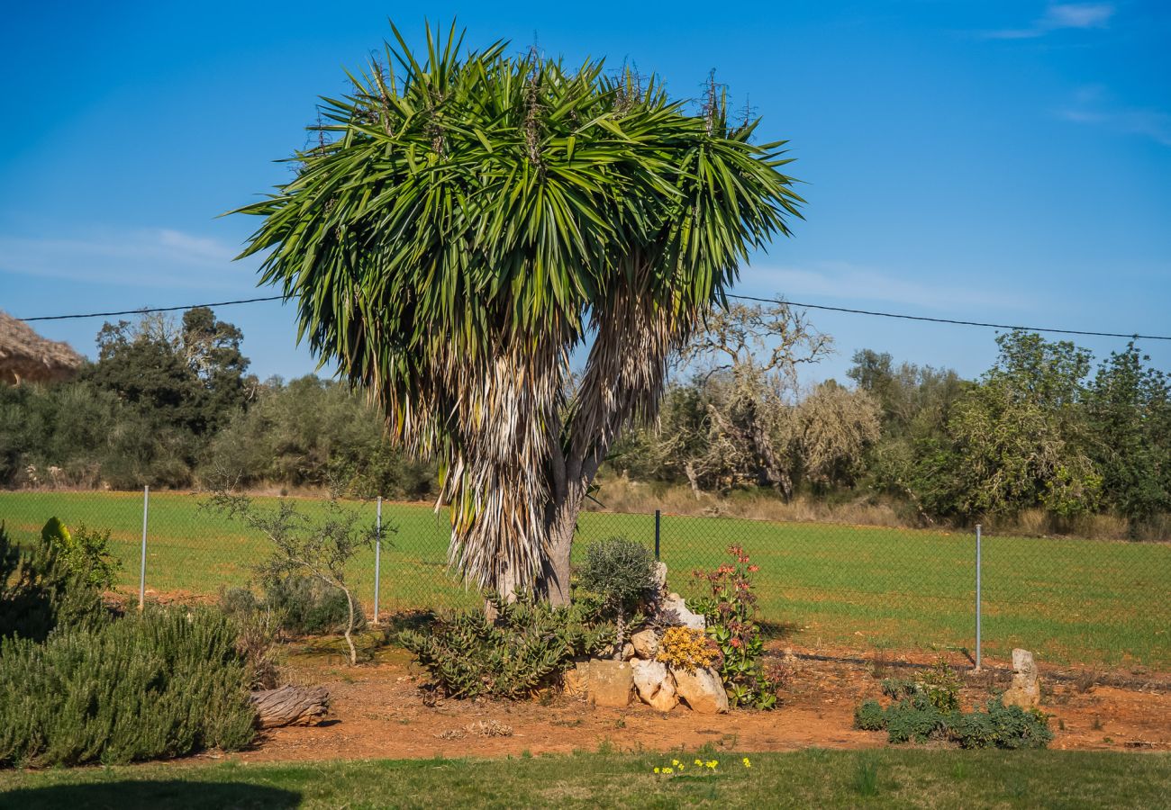 Domaine à Felanitx - Finca rustique à Majorque Can Xim avec piscine